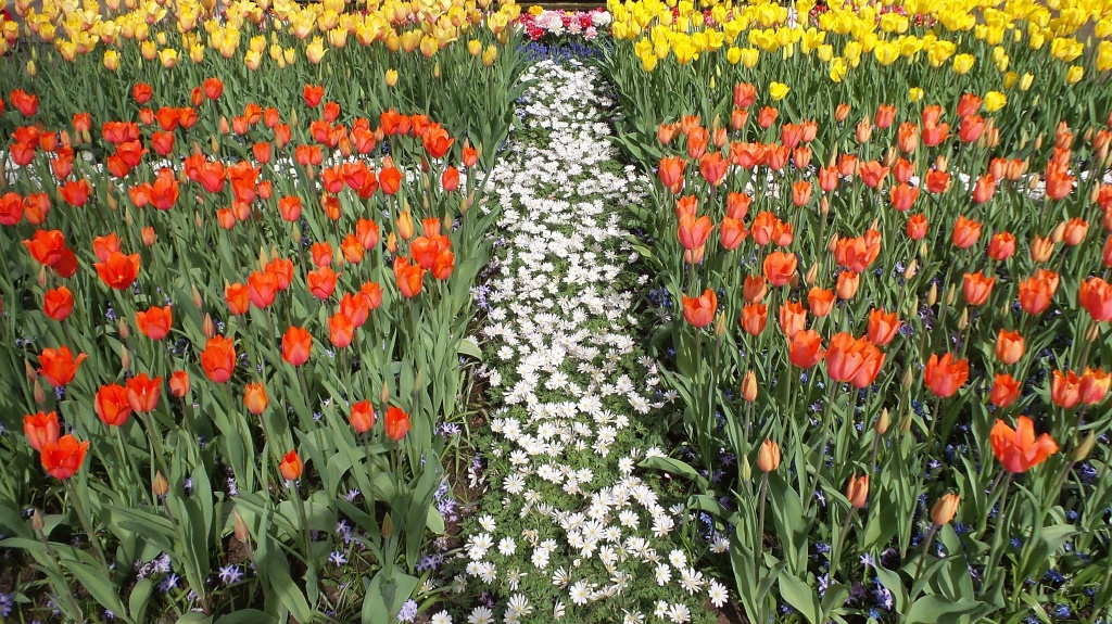 2014-04-17 Holland Tulips 49.jpg